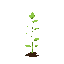 seedling
