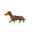 dachshund walking horizontally