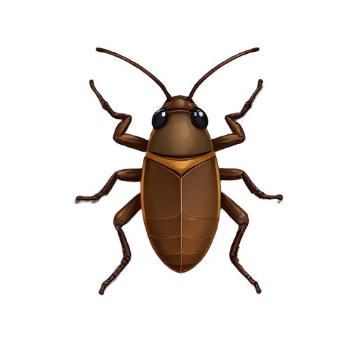 a cockroach