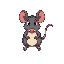 rat