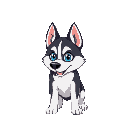 cachorro , husky siberiano , preto e branco olho azul