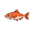swimming salmon