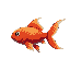 carp swimming