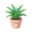 a small a small blue star fern with pointed green leaves in a light pink/peach ceramic pot.
