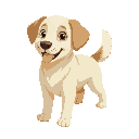 light cream/off-white fur labrador retriever with golden-tipped ears .