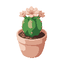 a small pachypodium in a light pink/peach ceramic pot. 