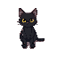 black cat