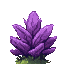 semilla