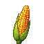 dent corn