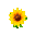 detailed sunflower flower