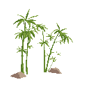 bamboo in beach