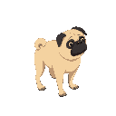 pug