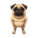 pug
