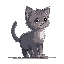 cute little kitten side view