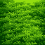 top down view of grass replicated