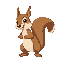squirrel