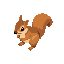 squirrel