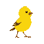 a cute yellow goldfinch bird walking to the right
