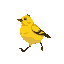 a fat yellow goldfinch bird walking to the left