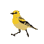 a goldfinch bird walking to the left