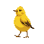 a fat yellow goldfinch bird walking to the left