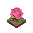 rose