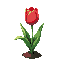 red tulip
