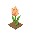 tulip
