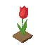 red tulip