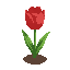red tulip