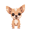 chihuahua doge