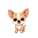 chihuahua dog