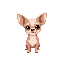 chihuahua dog