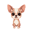 chihuahua dog 