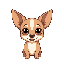 chihuahua doge