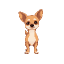 chihuahua doge