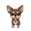 chihuahua dog