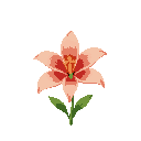 flower lily 2d
