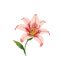 flower lily 2d side view and a little from above