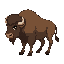 sideways bison