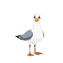 seagull