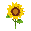 whole sunflower, one object