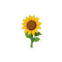 whole sunflower, one object