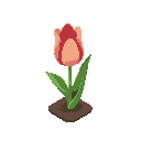 whole  tulip, one object