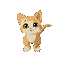 yellow white kitten