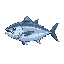 a tuna