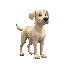 generate a labrador dog