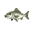 pike fish swimming