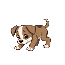 human puppy crawling