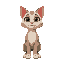 a very cute cat